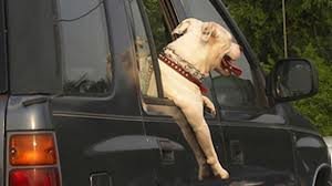 Traveling With Pets Using limousines of connecticut image
