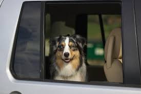Limo CT Traveling With Pets photo