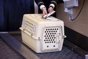 Pet Kennel