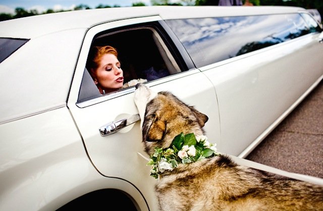 Chrysler 300 Wedding Limo CT Chrysler 300 Wedding Limo CT photo