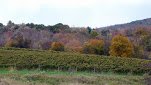 grape farm in connecticut close to winery
